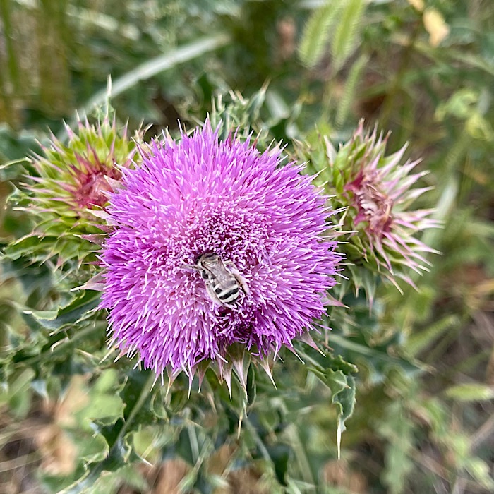 Flower of the Day with Bee Bum – Blackberry Homestead