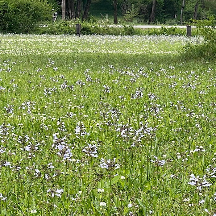 Front Field AKA the Front Meadow – Blackberry Homestead